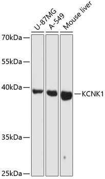 KCNK1 antibody