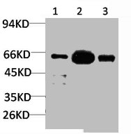 KCNK10 antibody