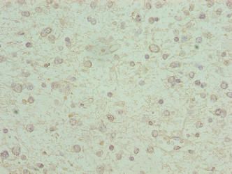 KCNK13 antibody