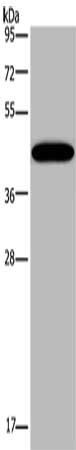 KCNK13 antibody