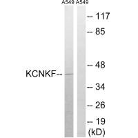 KCNK15 antibody