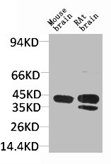 KCNK9 antibody