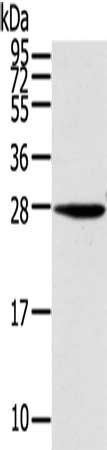 KCNMB3 antibody