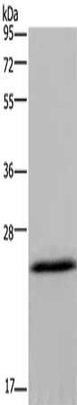 KCNMB4 Antibody