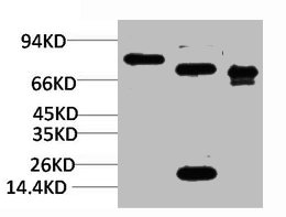 KCNN2 antibody