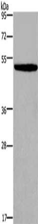 KCNN4 Antibody