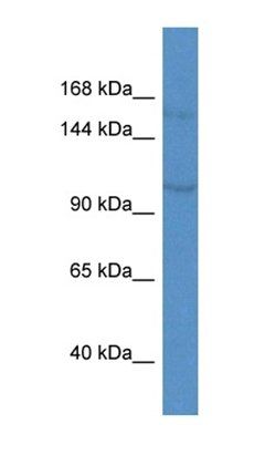 Kcnq3 antibody