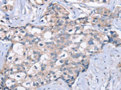 KCNQ5 Antibody