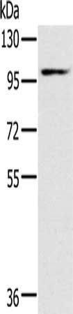 KCNQ5 antibody