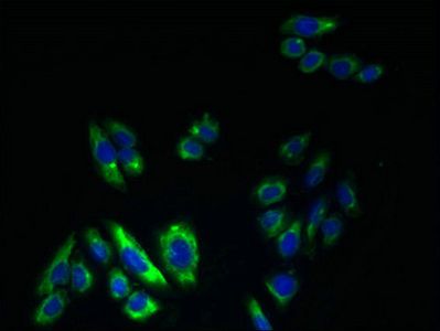 KCNS2 Antibody