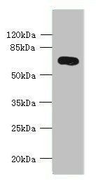 KCNS2 Antibody