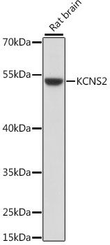 KCNS2 antibody