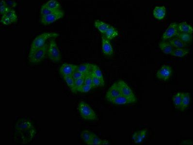 KCNV2 antibody