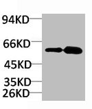 KCNV2 antibody