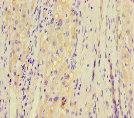 KCTD16 antibody