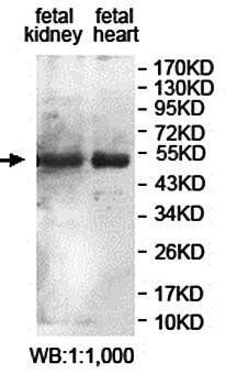 KCTD18 antibody