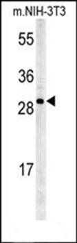 KCTD21 antibody