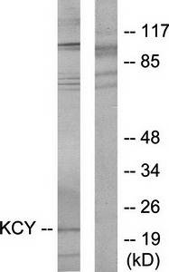 KCY Antibody