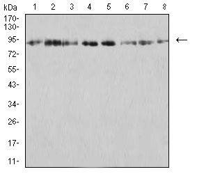 KDM1A Antibody