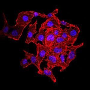 KDM1A Antibody