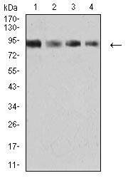 KDM1A Antibody