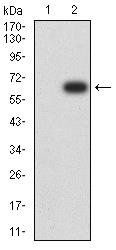 KDM1A Antibody