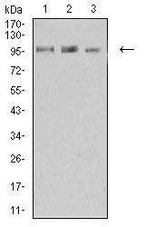 KDM1A Antibody