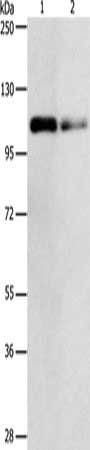 KDM1A Antibody