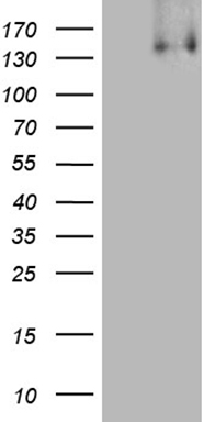 KDM3A Antibody