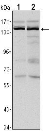 KDM3A Antibody