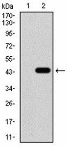 KDM4A Antibody