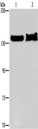 KDM4A antibody