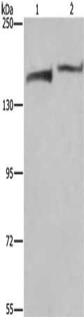 KDM5B Antibody