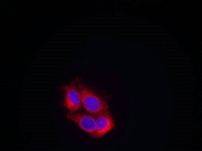 KDR Antibody