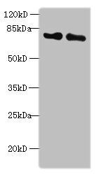KEAP1 Antibody