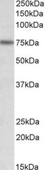 Goat anti-KEAP1 (aa41-53) Antibody