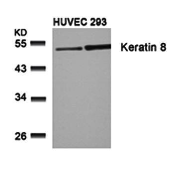 Keratin 8 (Ab-74) Antibody