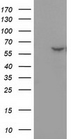 KHK Antibody