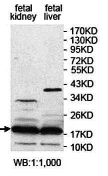 KHDC1 antibody