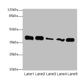 KHDRBS2 antibody