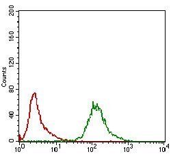 KHDRBS2 Antibody