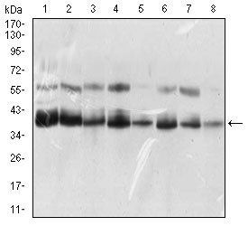 KHDRBS2 Antibody