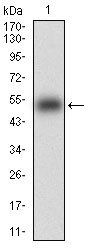 KHDRBS2 Antibody