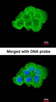KHS Rabbit Polyclonal Antibody