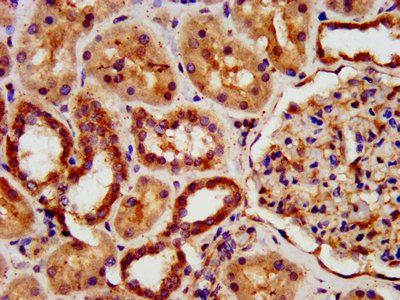 KIAA0319 Antibody