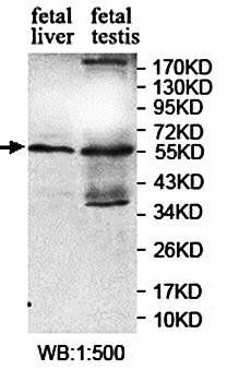 KIAA0494 Rabbit Polyclonal Antibody