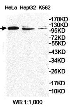 KIAA0562 antibody