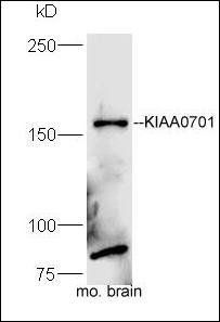 KIAA0701 antibody