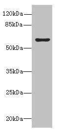 KIAA0907 antibody