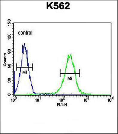 KIAA1324L antibody